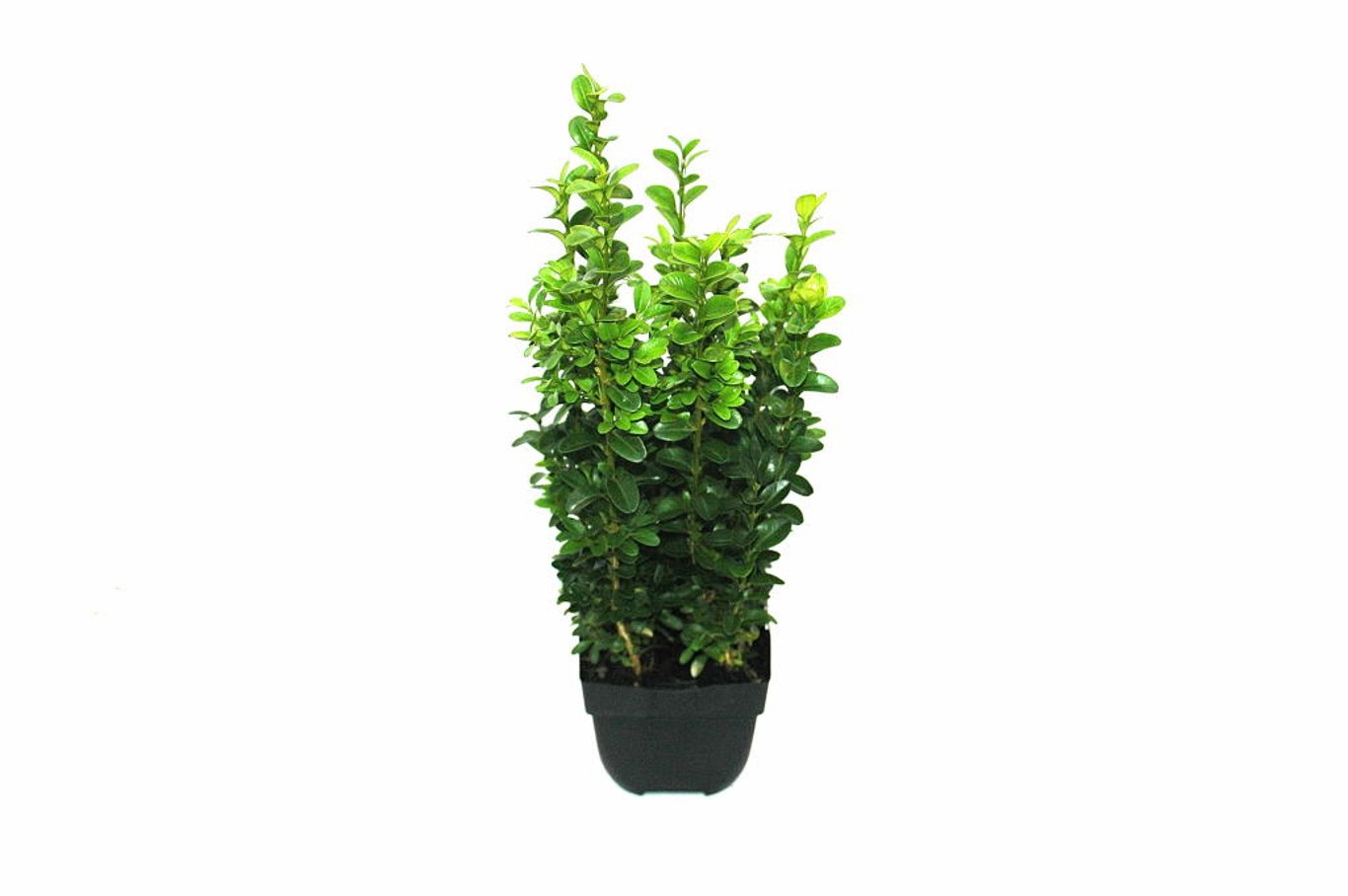 Buxus sempervirens - P13